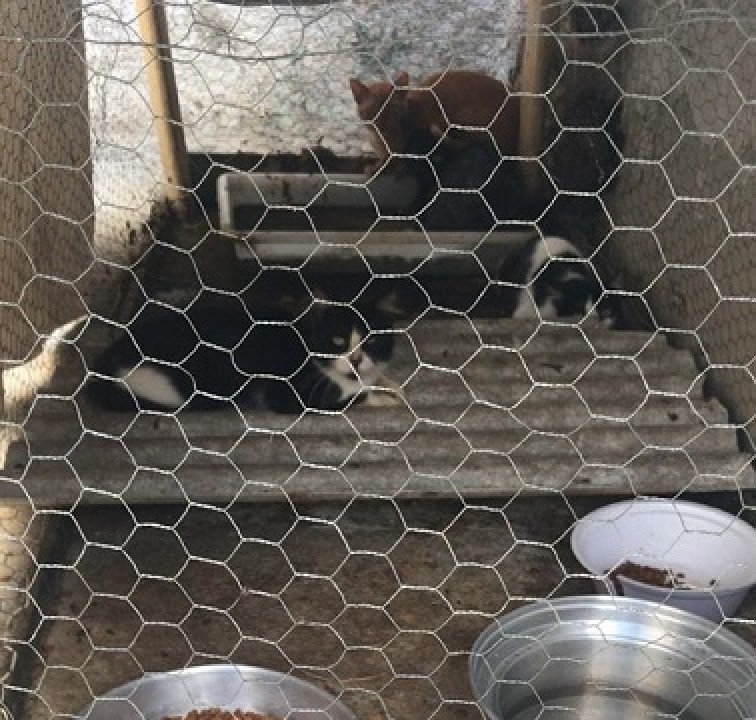 Polícia Civil resgata 40 gatos que viviam em gaiolas na Zona Norte de Natal