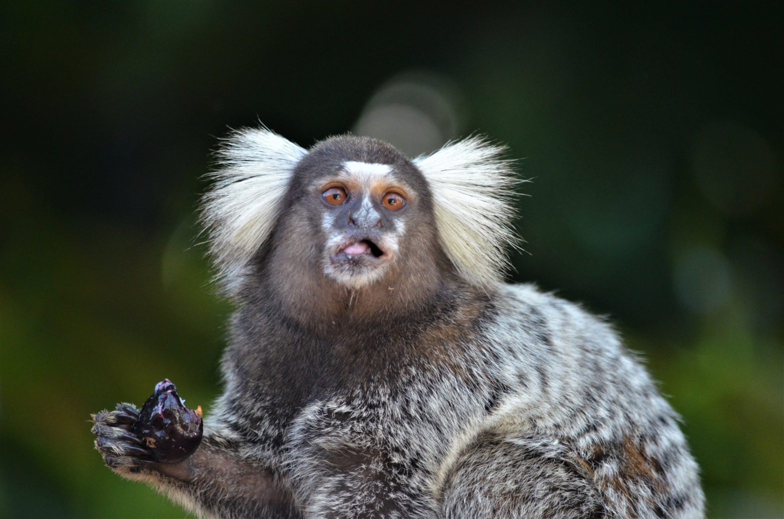 Transmissão da varíola dos macacos não tem relação com o animal, alertam  biólogos