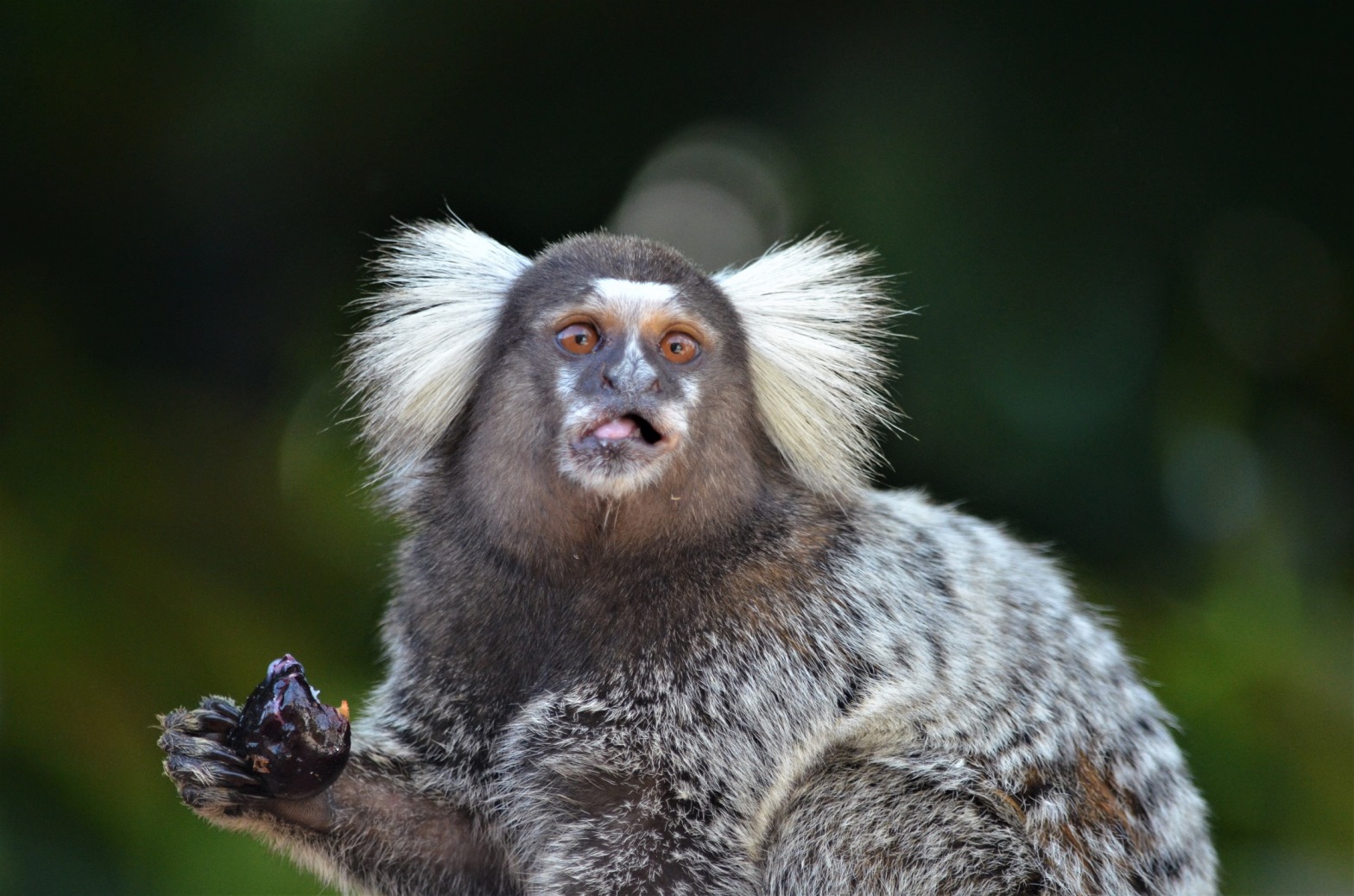 Transmissão da varíola dos macacos não tem relação com o animal, alertam biólogos Transmissão da varíola dos macacos não tem relação com o animal, alertam biólogos