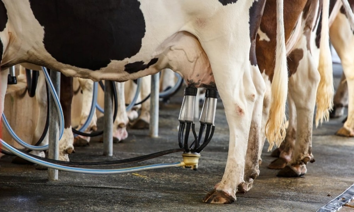 Técnicas de manejo higiênico da ordenha são ensinadas para agricultores familiares na Festa do boi