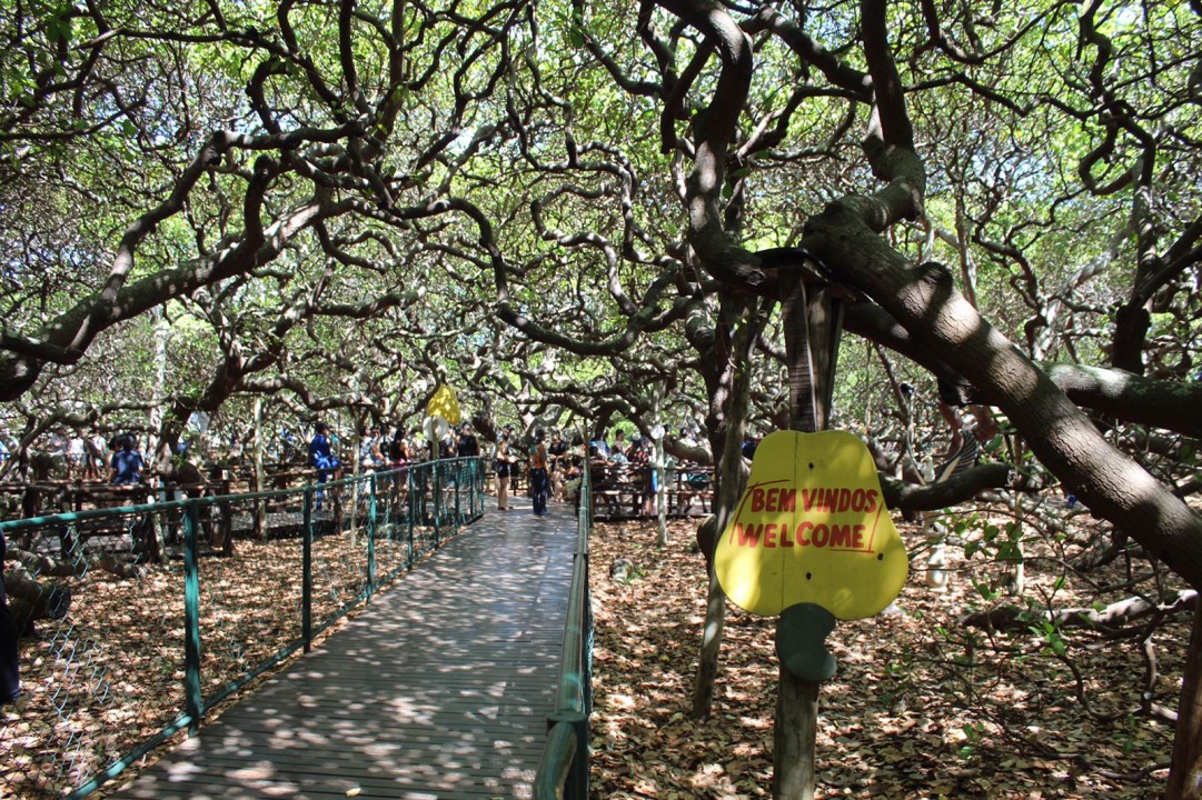 Parque Dunas de Natal e Cajueiro de Pirangi funcionarão com horário diferente durante as festas de fim de ano Parque Dunas de Natal e Cajueiro de Pirangi funcionarão com horário diferente durante as festas de fim de ano