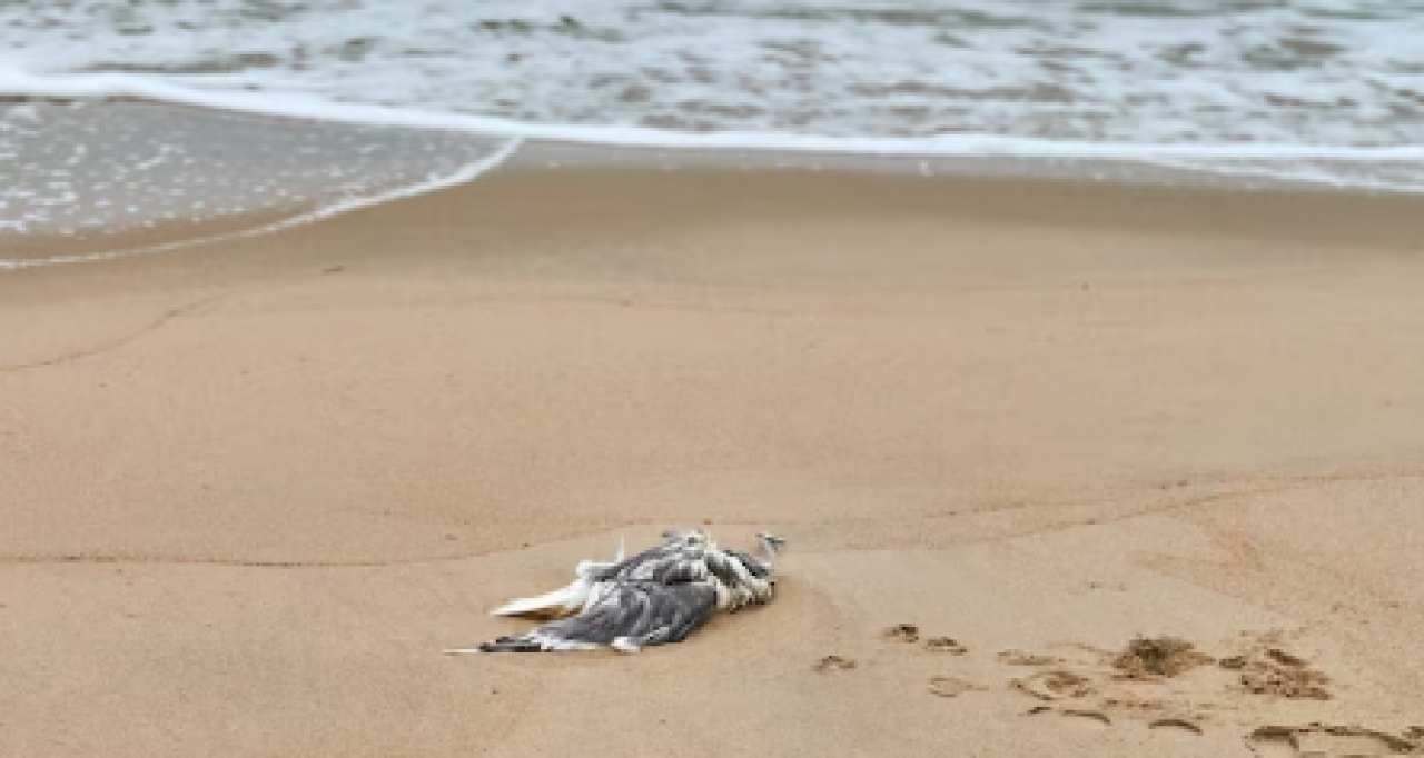 Análises em aves encontradas mortas no litoral do RN têm resultados negativos para gripe aviária 