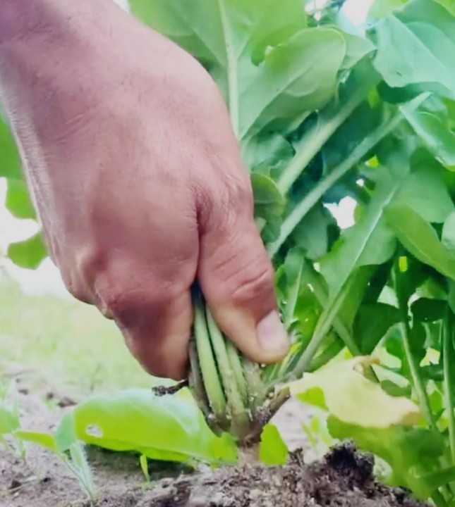 Agricultura familiar: uma atividade que ajuda a preservar o meio ambiente e fortalece o desenvolvimento sustentável