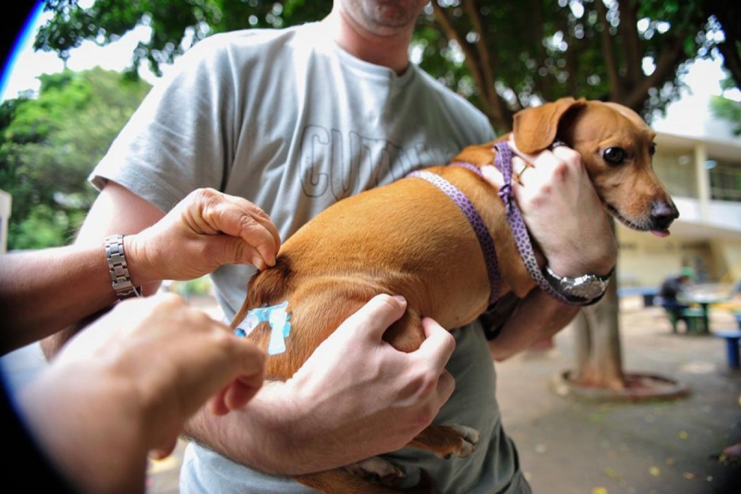 Começa em Natal a Campanha Antirrábica 2023 para cães e gatos e segue até 30 de setembro 