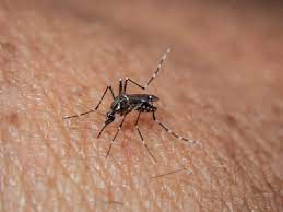 Casos de dengue no RN reduzem, aponta boletim epidemiológico divulgado pela Sesap