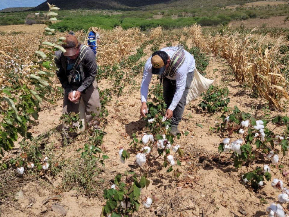 Safra 2023 de algodão agroecológico no Rio Grande do Norte entra em fase de colheita