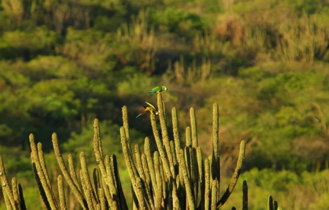 Idema abre consulta pública para a criação do Refúgio da Vida Silvestre Serra das Araras