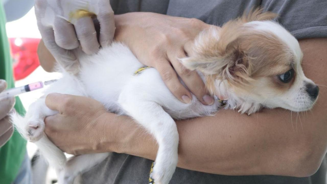 Em Parnamirim, dia D de vacinação antirrábica em cães e gatos será sábado (21); Confira os locais