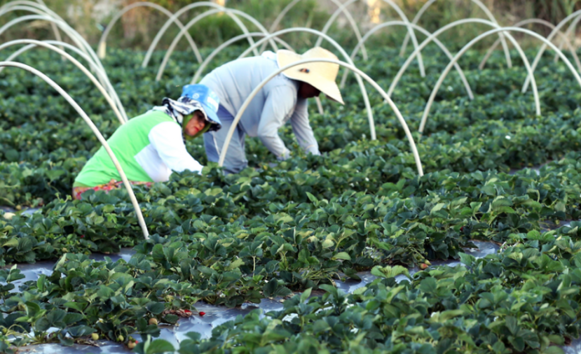 Desenrola Brasil: plataforma renegociará dívidas de agricultores familiares