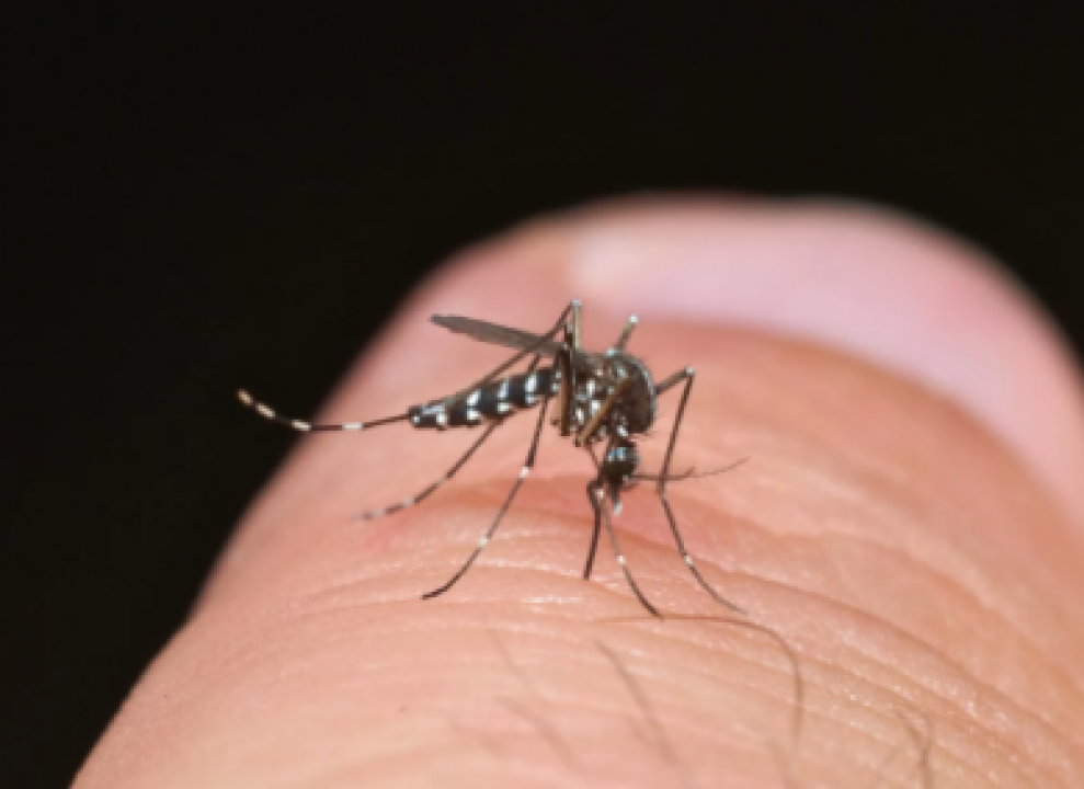 Dengue: Acre, Rio de Janeiro, Minas Gerais, Goiás e DF decretam situação de emergência em saúde pública 