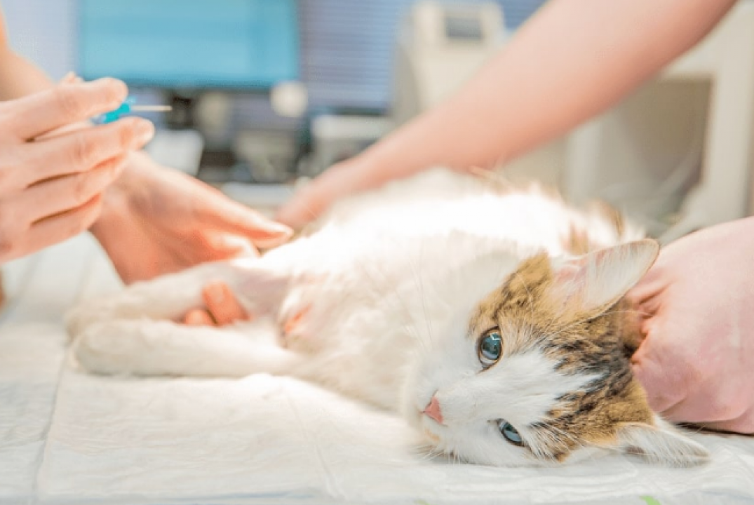 Parnamirim inicia inscrições para castração de cães e gatos nesta segunda-feira (04)