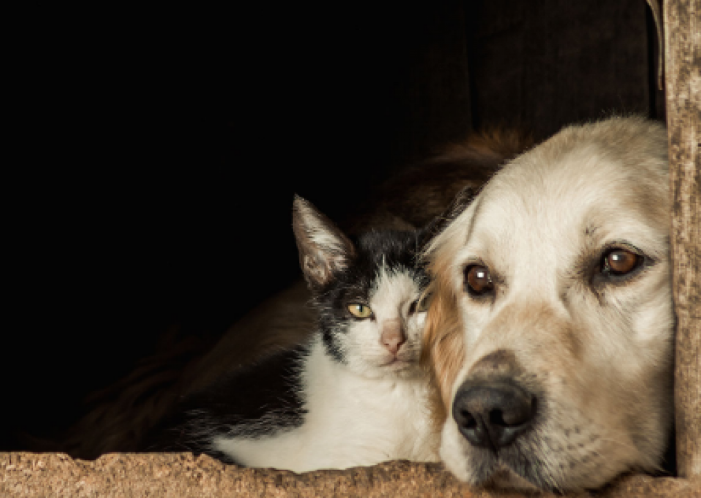 Inscrições para castração de cães e gatos em Parnamirim encerram nesta quarta-feira (13)