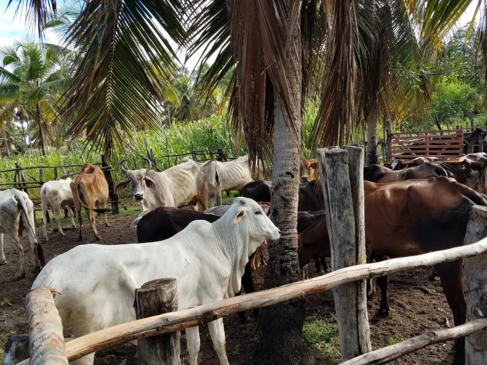 Começa a última campanha de vacinação contra Febre Aftosa do RN