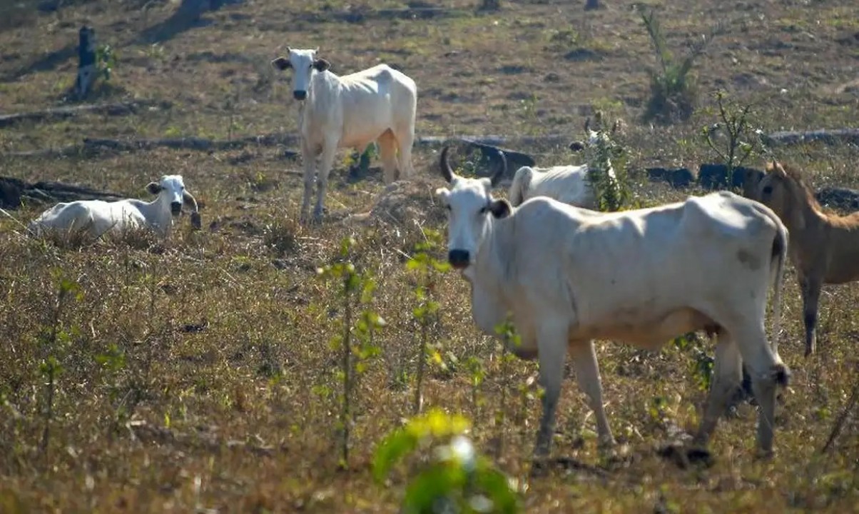 IDIARN realiza 3ª edição do Seminário de Defesa Agropecuária do RN 