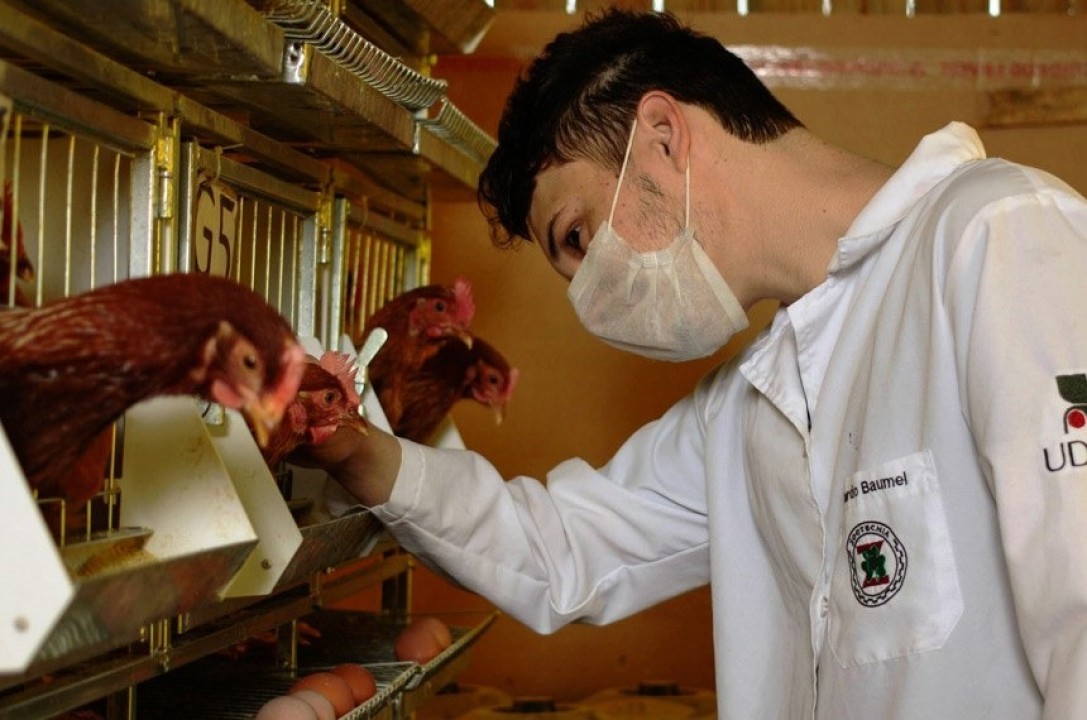 Zootecnistas impulsionam agronegócio sustentável e economia brasileira com superávit recorde