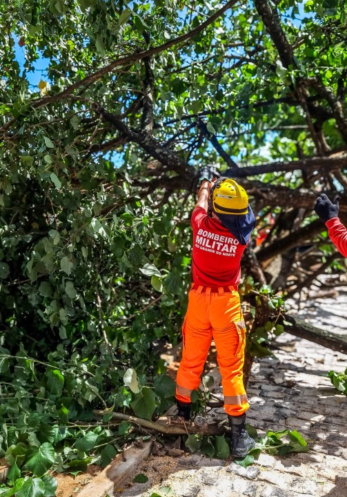 Corpo de Bombeiros do RN alerta sobre riscos de quedas de árvores e a necessidade de prevenção