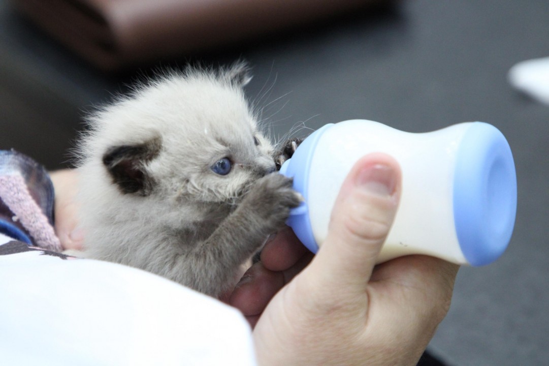 #AbrilLaranjaPet: proteção e cuidado dos animais é tema de Audiência Pública no Parlamento