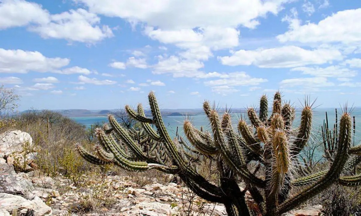 Governo anuncia R$ 90 milhões para preservação da Caatinga